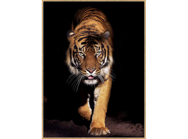 Bilde tiger Gullramme 60x80cm Temperert glass 