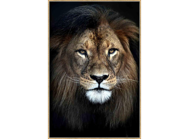 Bilde løve Gullramme 70x105cm Temperert glass 