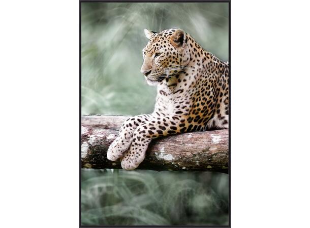 Bilde Leopard Sort ramme 60x90cm Temperert glass 
