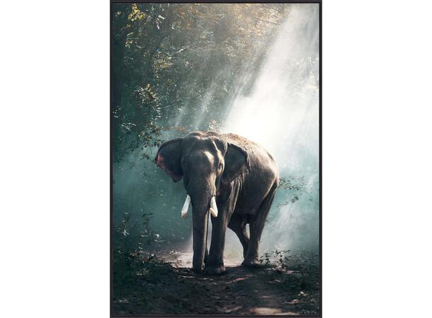Bilde Elefant Sort ramme 70x105cm Temperert glass 