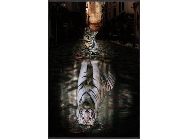 Bilde Katt tiger Sort ramme 60x90cm Temperert glass 